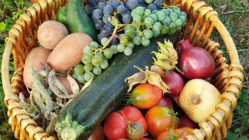 Sprechtag für Bedienstete in Obst- und Gemüsebaubetrieben