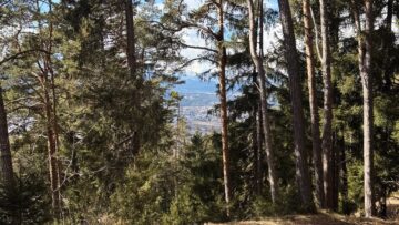 Jobtipp für alle mit Herz für den Tiroler Wald!